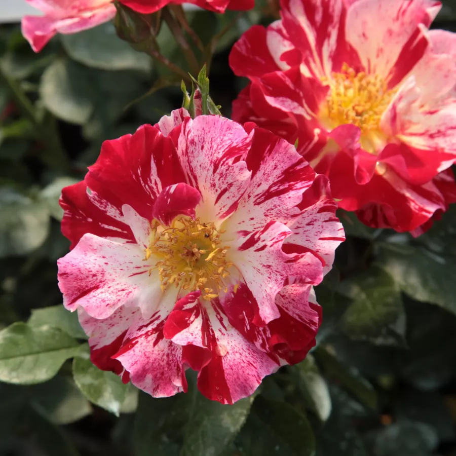 Rose Climber - Rosa - Fourth of July™ - Produzione e vendita on line di rose da giardino