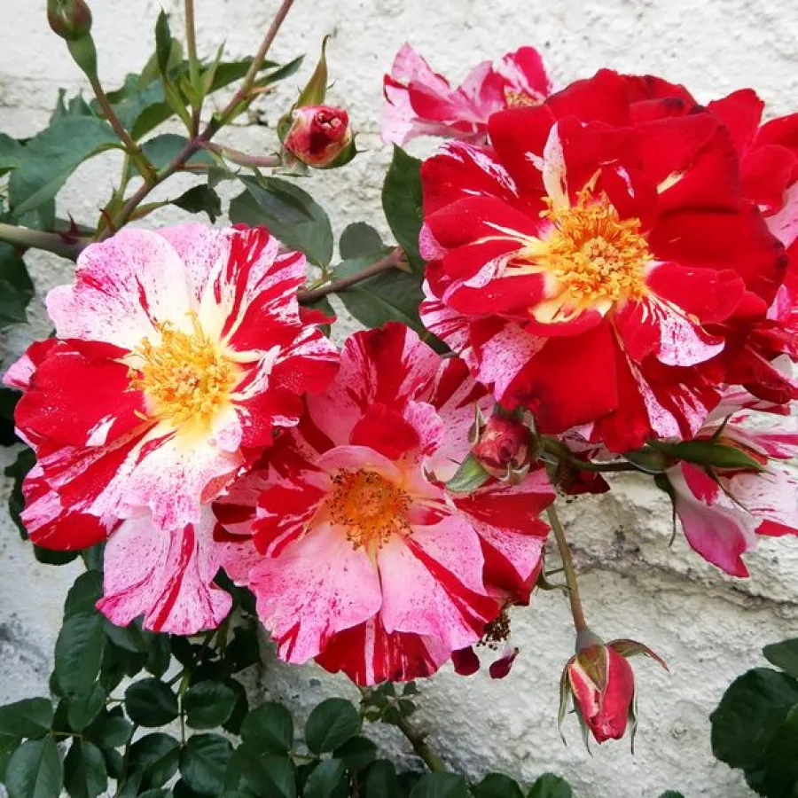 Rosso - bianco - Rosa - Fourth of July™ - Produzione e vendita on line di rose da giardino