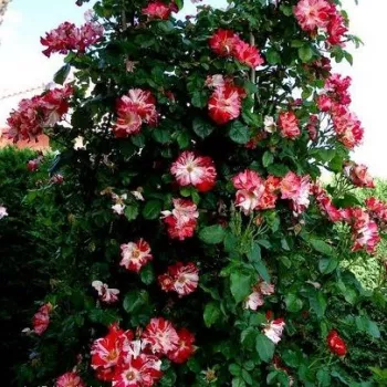 Bordová - bílá - stromkové růže - Stromkové růže, květy kvetou ve skupinkách