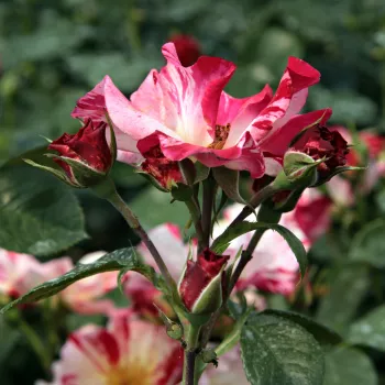 Rosa Fourth of July™ - rosu alb - trandafiri pomisor - Trandafir copac cu trunchi înalt – cu flori în buchet