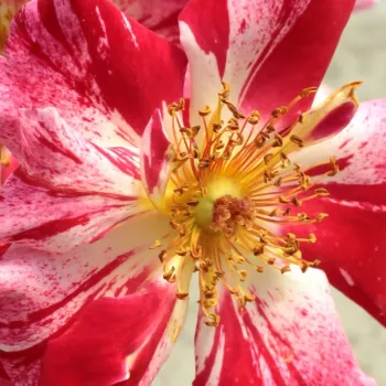 Online rózsa kertészet - csokros virágú - magastörzsű rózsafa - vörös - fehér - Fourth of July™ - diszkrét illatú rózsa - savanyú aromájú