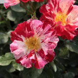 Trandafiri climber - trandafir cu parfum discret - comanda trandafiri online - Rosa Fourth of July™ - rosu alb