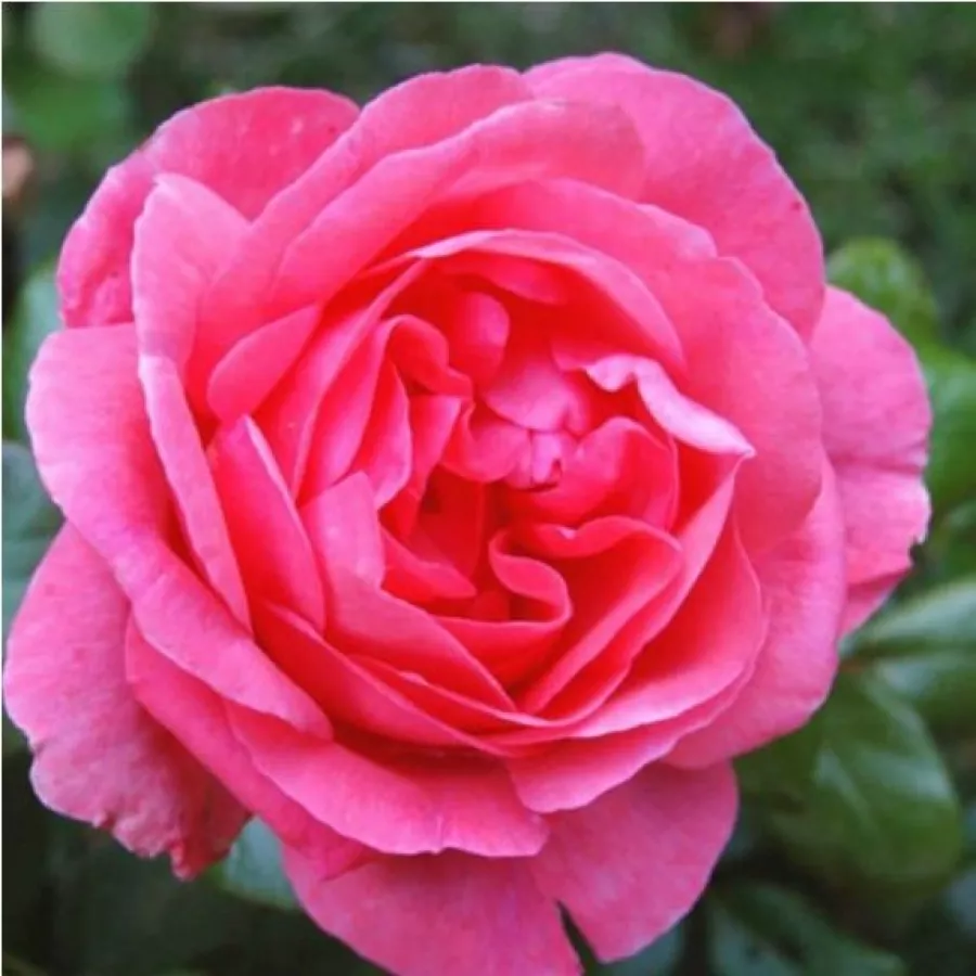 Rose Cinesi - Rosa - Frau Dr. Schricker - Produzione e vendita on line di rose da giardino