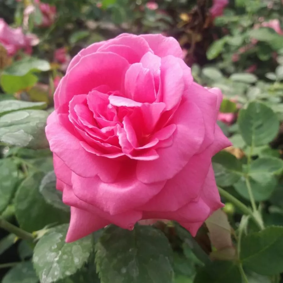 Rosa intensamente profumata - Rosa - Frau Dr. Schricker - Produzione e vendita on line di rose da giardino