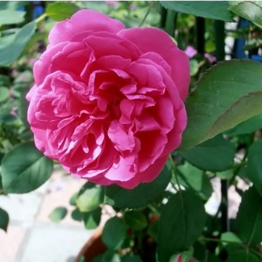 - - Róża - Frau Dr. Schricker - Szkółka Róż Rozaria