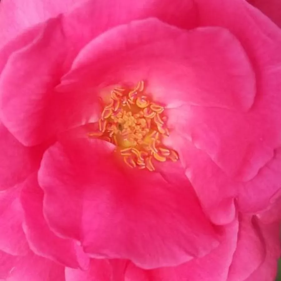 China, Bengale - Róża - Frau Dr. Schricker - Szkółka Róż Rozaria