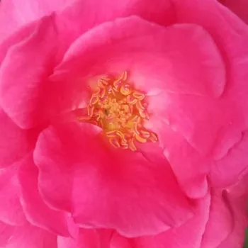 Online rózsa rendelés  - történelmi - china rózsa - rózsaszín - intenzív illatú rózsa - gyöngyvirág aromájú - Frau Dr. Schricker - (80-120 cm)