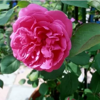 Miaszany różowy - róża pienna - Róże pienne - z kwiatami bukietowymi