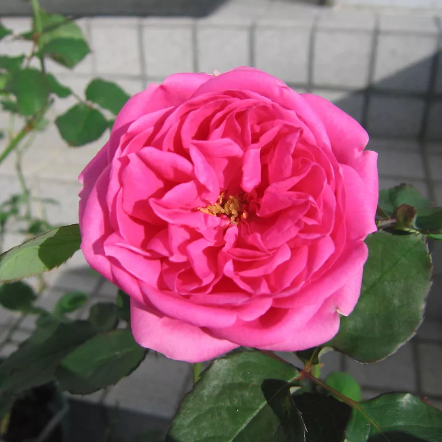 Zgodovinska - kitajska vrtnica - Roza - Frau Dr. Schricker - vrtnice online