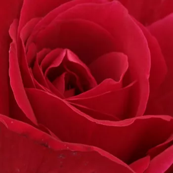 Rózsa kertészet - vörös - teahibrid rózsa - American Home™ - közepesen illatos rózsa - savanyú aromájú - (130-150 cm)