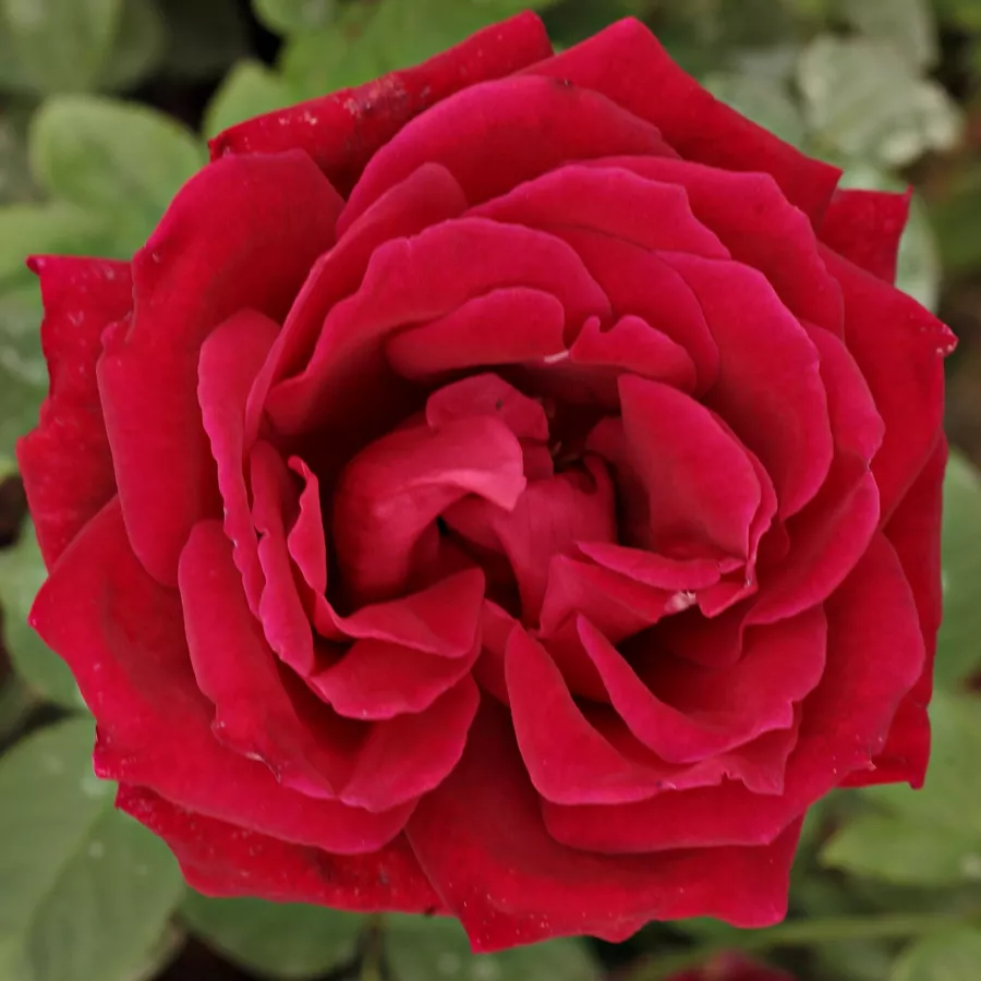 Róża wielkokwiatowa - Hybrid Tea - Róża - American Home™ - Szkółka Róż Rozaria