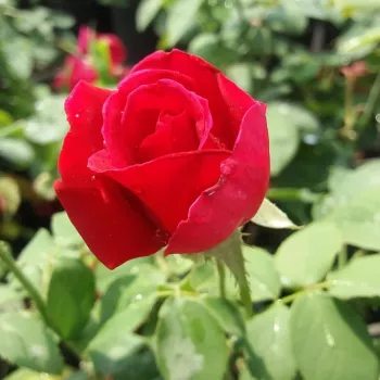 Rosa American Home™ - rouge - rosiers hybrides de thé