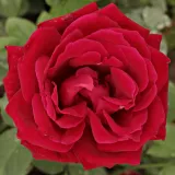 Trandafiri hibrizi Tea - trandafir cu parfum intens - comanda trandafiri online - Rosa American Home™ - roșu