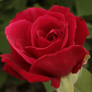 Kárminpiros - teahibrid rózsa - közepesen illatos rózsa - savanyú aromájú