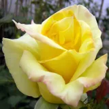 Sárga - teahibrid rózsa - Online rózsa vásárlás - Rosa Frau E. Weigand - intenzív illatú rózsa - barack aromájú