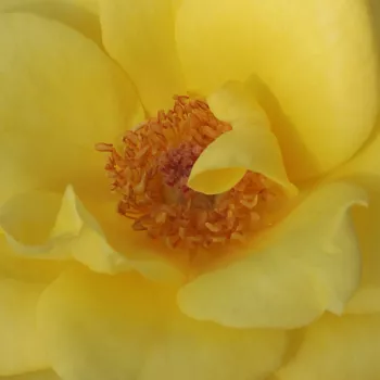 Online rózsa kertészet - sárga - teahibrid rózsa - Frau E. Weigand - intenzív illatú rózsa - barack aromájú - (100-150 cm)