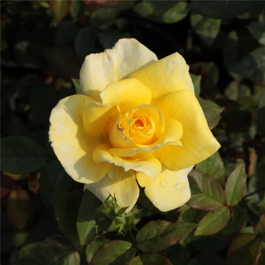 Amarillo - Rosa - Frau E. Weigand - Comprar rosales online