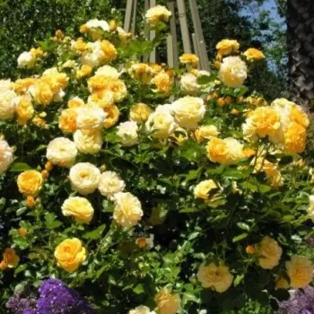 Kanárisárga - teahibrid rózsa   (100-150 cm)
