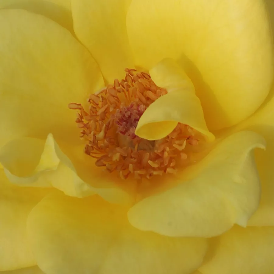 Hybrid Tea, Pernetiana - Rosa - Frau E. Weigand - Produzione e vendita on line di rose da giardino