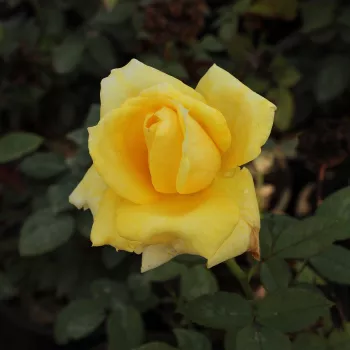 Rosa Frau E. Weigand - jaune - rosier haute tige - Fleurs hybrid de thé