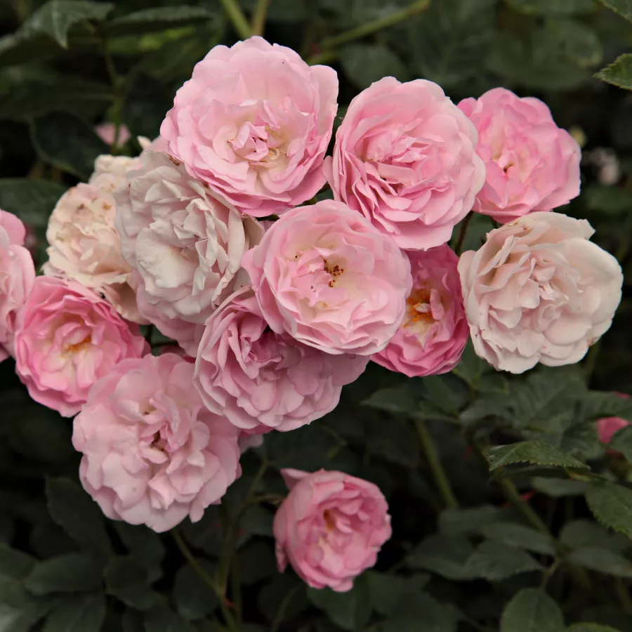 Rambler, kúszó rózsa - Rózsa - Frau Eva Schubert - Online rózsa rendelés