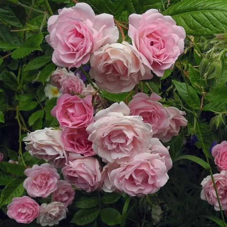 Różowy - Róża - Frau Eva Schubert - Szkółka Róż Rozaria