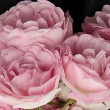 Rosen Gärtnerei - ramblerrosen - rosa - Rosa Frau Eva Schubert - mittel-stark duftend - Hugo Tepelmann - Historische Rambler-Rose mit wunderschönen, rosanen Blüten. Ihre einmal blühenden Blüten wirken hübsch auf Gartenlauben oder Rosentore gerankt.