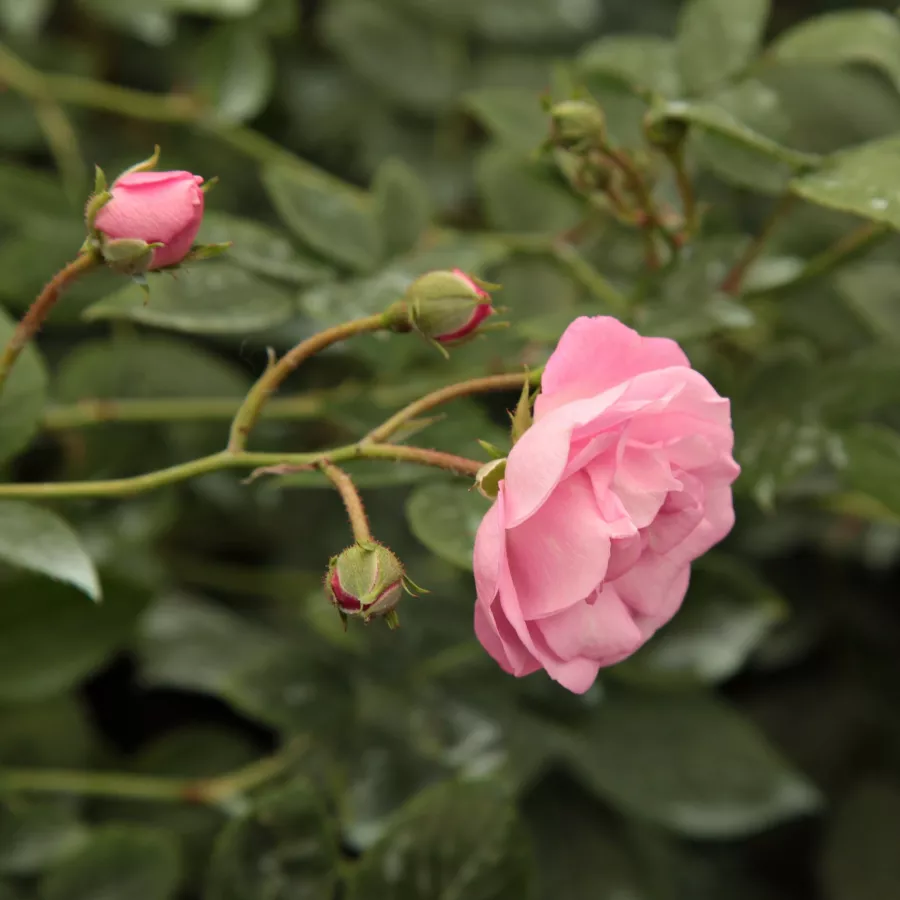 Trandafiri pomisor - Trandafir copac cu trunchi înalt – cu flori mărunți - Trandafiri - Frau Eva Schubert - 