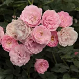 Stromčekové ruže - ružová - Rosa Frau Eva Schubert - stredne intenzívna vôňa ruží - aróma centra