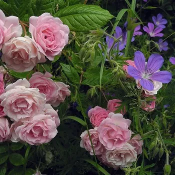 Rózsaszín - apróvirágú - magastörzsű rózsafa - közepesen illatos rózsa - centifólia aromájú