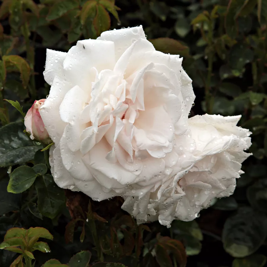 Bela - Roza - Frau Karl Druschki - Na spletni nakup vrtnice