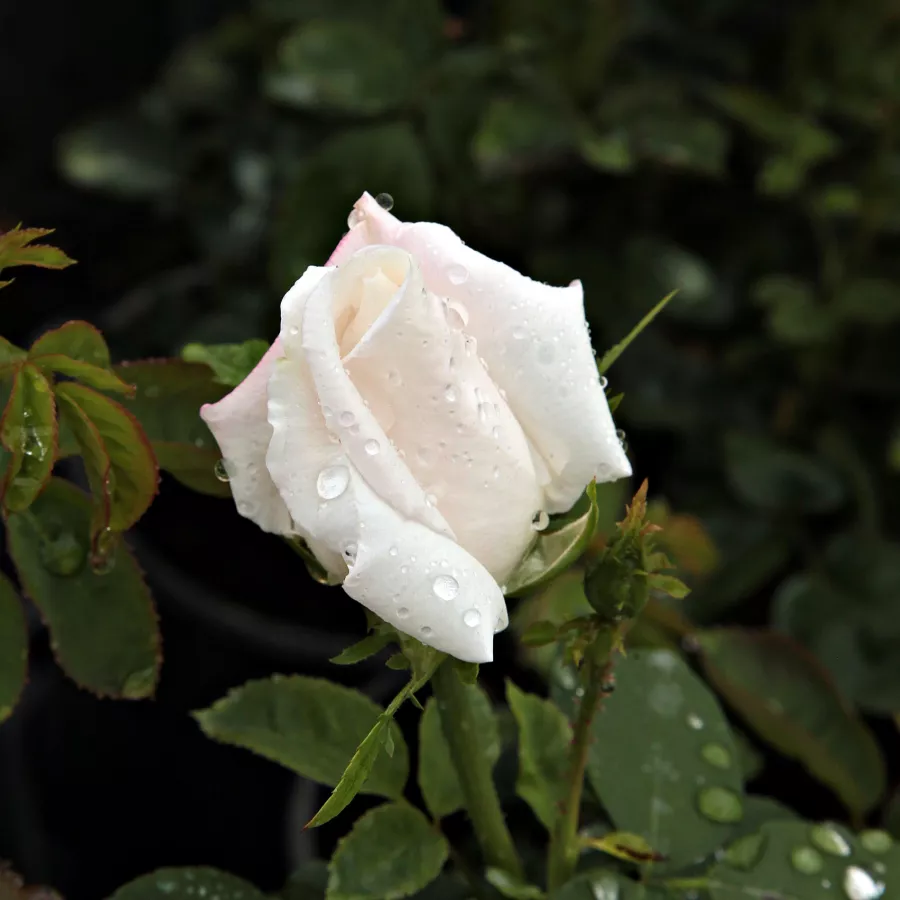 Fleurs groupées en bouquet - rosier à haute tige - Rosier - Frau Karl Druschki - 