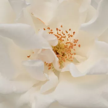 Rosa Frau Karl Druschki - rosa sin fragancia - Árbol de Rosas Floribunda - rosal de pie alto - blanco - Peter Lambert- forma de corona tupida - Rosal de árbol con multitud de flores que se abren en grupos no muy densos.