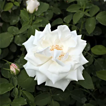 Biela - stromčekové ruže - Stromkové ruže, kvety kvitnú v skupinkách