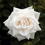 Hibrid perpetual ruža - bez mirisna ruža - bijela - Rosa Frau Karl Druschki