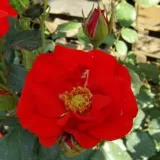 Vörös - virágágyi floribunda rózsa - Online rózsa vásárlás - Rosa Fred Loads™ - diszkrét illatú rózsa - orgona aromájú