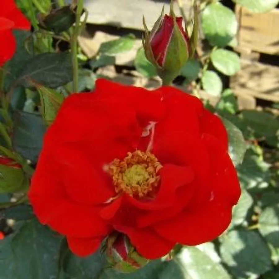 Floribunda roos - Rozen - Fred Loads™ - Rozenstruik kopen
