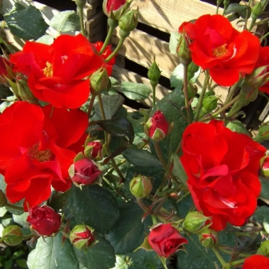 Crvena - Ruža - Fred Loads™ - Narudžba ruža