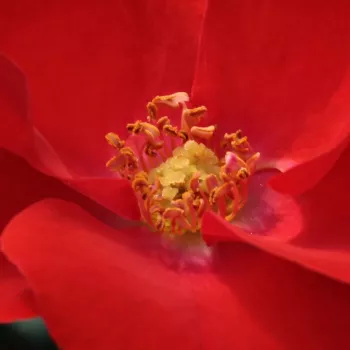 Rosa Fred Loads™ - trandafir cu parfum discret - Trandafir copac cu trunchi înalt - cu flori simpli - roșu - Robert A. Holmes - coroană tufiș - Sădit grupat este un trandafir de strat bun, cu flori în grupuri.