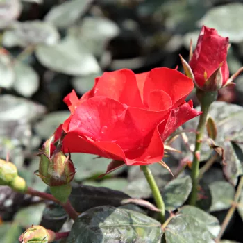 Rosa Fred Loads™ - červená - Stromková ruža s klasickými kvetmistromková ruža s kríkovitou tvarou koruny
