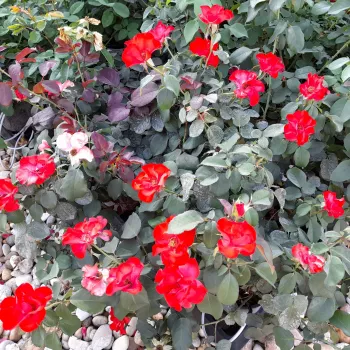 Ostry, jasnoczerwony - róże rabatowe grandiflora - floribunda   (150-300 cm)