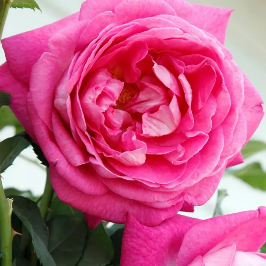 Róże rabatowe grandiflora - floribunda - Róża - Freifrau Caroline® - Szkółka Róż Rozaria