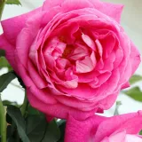 Vrtnice Floribunda - roza - Vrtnica intenzivnega vonja - Rosa Freifrau Caroline® - Na spletni nakup vrtnice