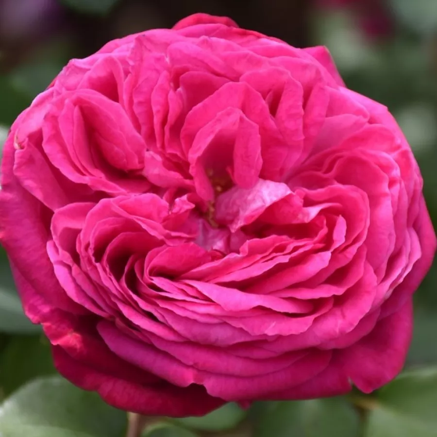 Rózsaszín - Rózsa - Freifrau Caroline® - Online rózsa rendelés