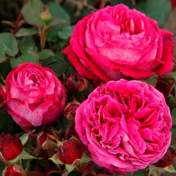 Rosa Freifrau Caroline® - rózsaszín - virágágyi floribunda rózsa
