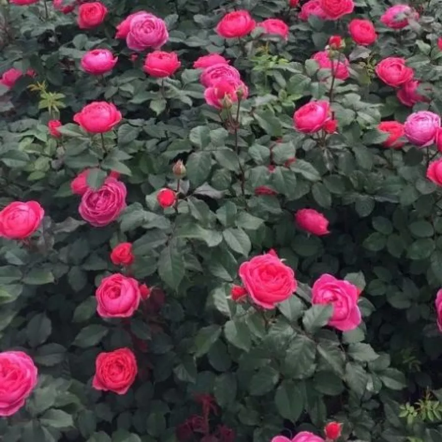 KORbevmahe - Roza - Freifrau Caroline® - Na spletni nakup vrtnice