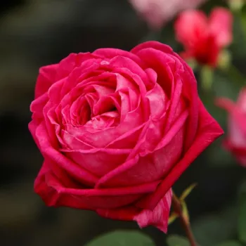 Rosa Freifrau Caroline® - roz - trandafiri pomisor - Trandafir copac cu trunchi înalt – cu flori tip trandafiri englezești