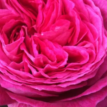 Ružová - školka - eshop  - ružová - stromčekové ruže - Stromkové ruže s kvetmi anglických ruží - Freifrau Caroline® - intenzívna vôňa ruží - marhuľa