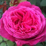 Stamrozen - roze - Rosa Freifrau Caroline® - sterk geurende roos
