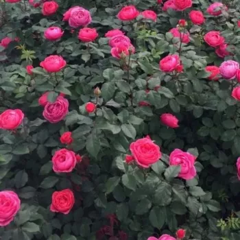 Sötétrózsaszín - virágágyi floribunda rózsa - intenzív illatú rózsa - kajszibarack aromájú